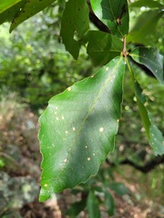 Quercus serrata brevipetiolata