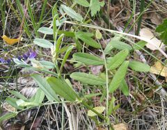Vicia amoena