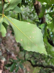 Quercus serrata brevipetiolata
