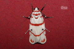 Cyana perornata