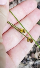 Carex cephalophora