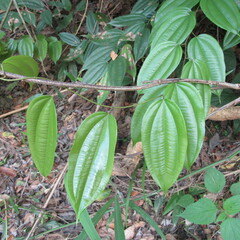 Dioscoreaceae