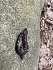 Desmognathus ochrophaeus