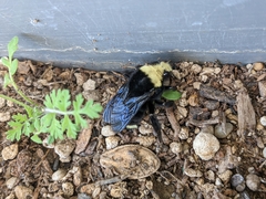 Bombus vosnesenskii