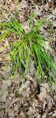 Carex cephalophora