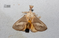 Scopelodes pallivittata