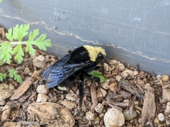 Bombus vosnesenskii