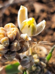 Albuca
