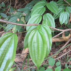 Dioscoreaceae