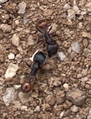 Pogonomyrmex rugosus