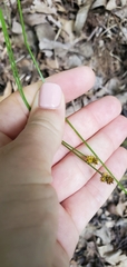 Carex cephalophora