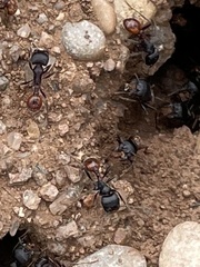 Pogonomyrmex rugosus