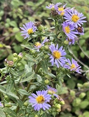 Symphyotrichum chilense