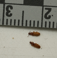 Oryzaephilus surinamensis