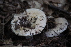 Russula brevipes