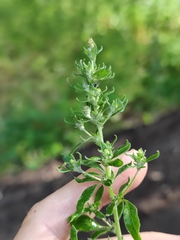 Axyris amaranthoides