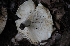 Russula brevipes