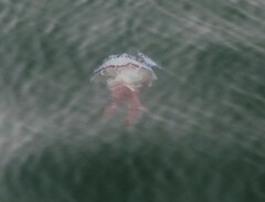Chrysaora colorata