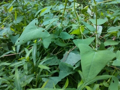 Persicaria perfoliata