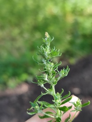 Axyris amaranthoides