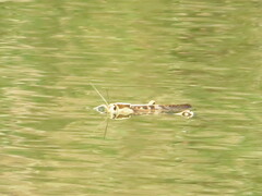 Acanthacris ruficornis