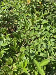 Rubus argutus