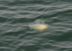 Phacellophora camtschatica