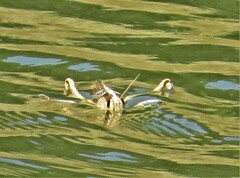 Acanthacris ruficornis