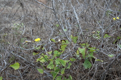 Cordia lutea