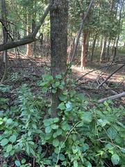 Celastrus orbiculatus