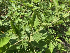 Rubus argutus