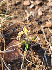 Albuca