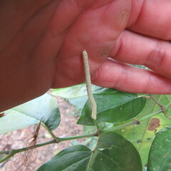 Piper tuberculatum