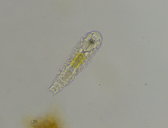 Taphrocampa