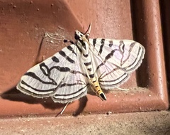 Conchylodes ovulalis