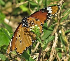 Danaus chrysippus orientis