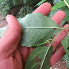 Piper tuberculatum