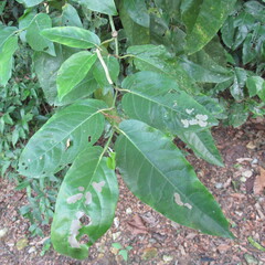 Piper tuberculatum