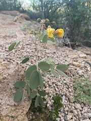 Senna