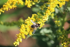 Eristalis dimidiata