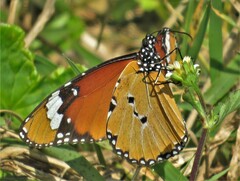 Danaus chrysippus orientis