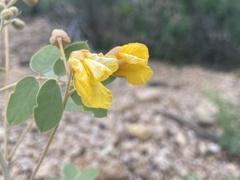 Senna