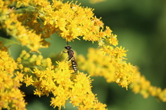 Philanthus solivagus