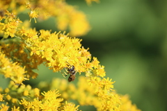 Philanthus solivagus