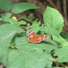 Anartia amathea