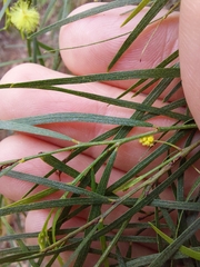 Acacia cognata