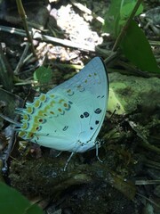 Polyura delphis