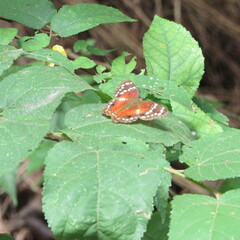 Anartia amathea