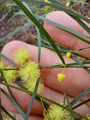 Acacia cognata