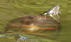 Chrysemys picta picta